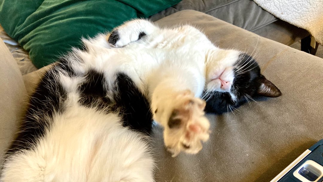 Apricot, black and white tabby cat