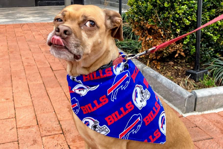 Buffalo Bills dog jerseys, Collars and Leashes