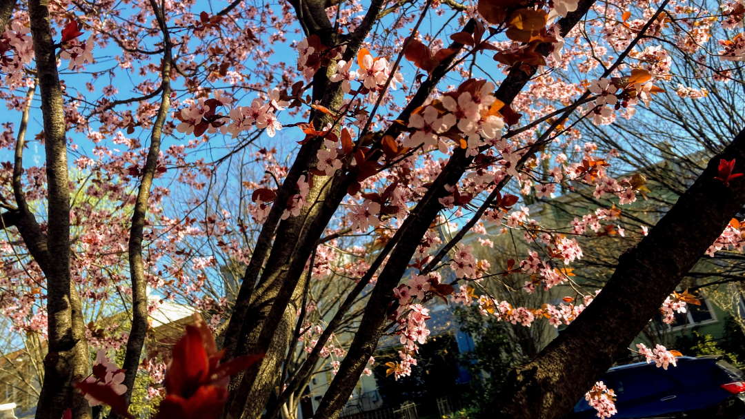 Cherry blossoms in D.C.